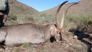 Waterbuck 30''